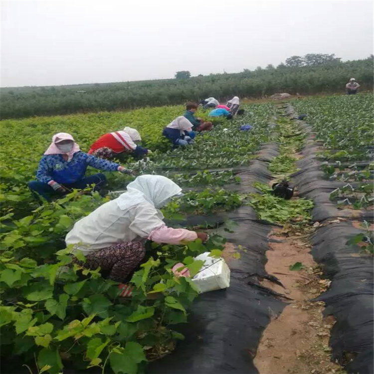 杏樹苗批發(fā)，5公分杏樹苗，哪里有杏樹