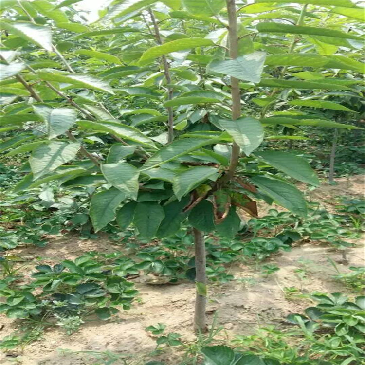 杏樹(shù)苗子，杏樹(shù)一棵多少錢(qián)，哪里出售杏樹(shù)