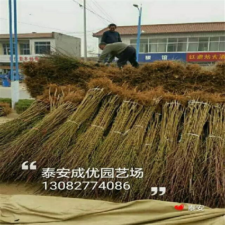 杏樹苗批發(fā)，5公分杏樹苗，哪里杏苗多