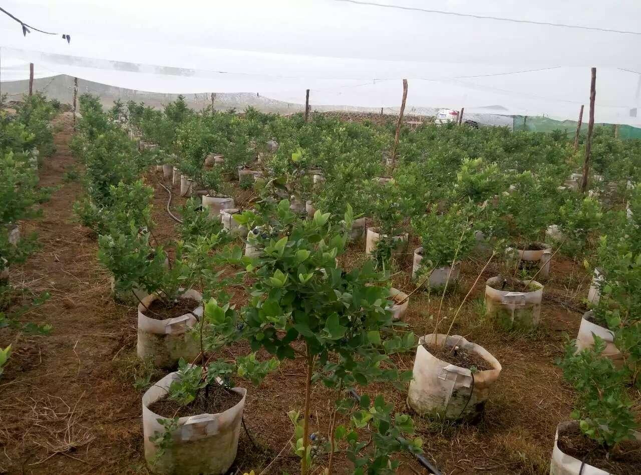 杏樹苗，杏樹基地，杏苗貨源地