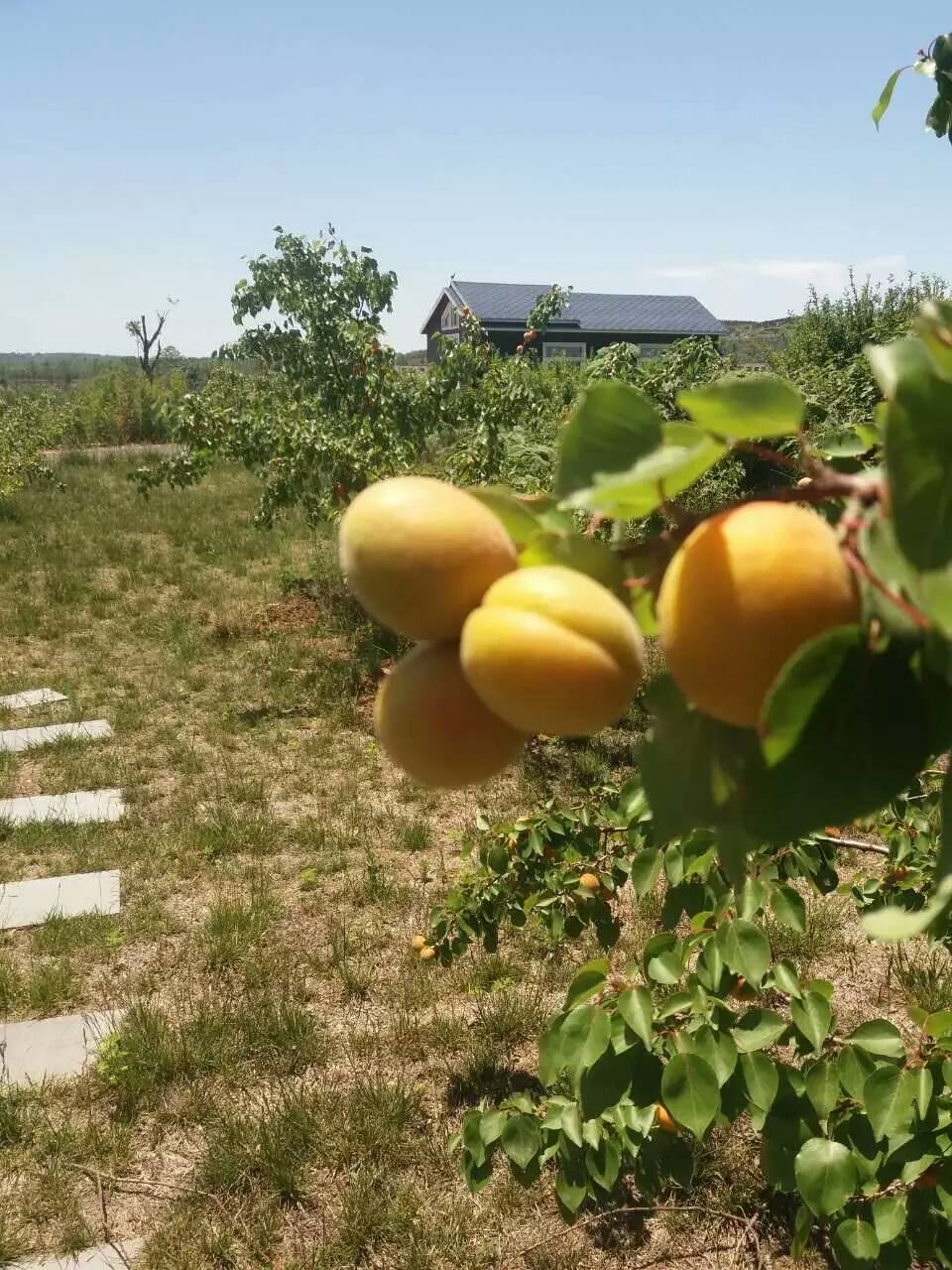 杏樹苗子，杏樹基地，杏樹苗品種