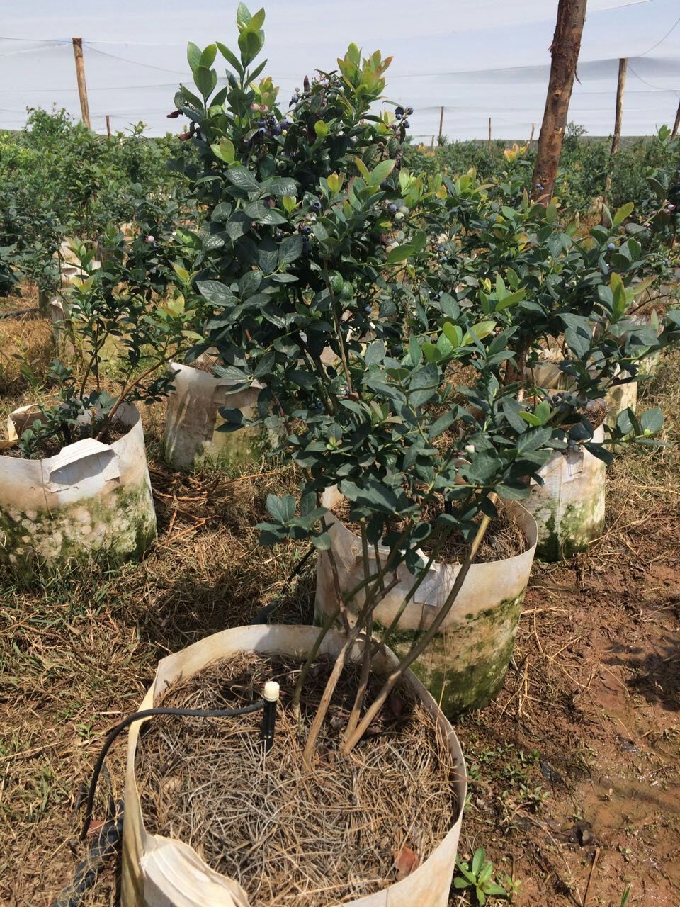 早熟杏樹(shù)苗，批發(fā)杏樹(shù)苗，杏苗貨源地