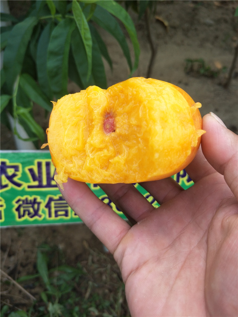 吃甜的李子品種，貴州李子樹苗