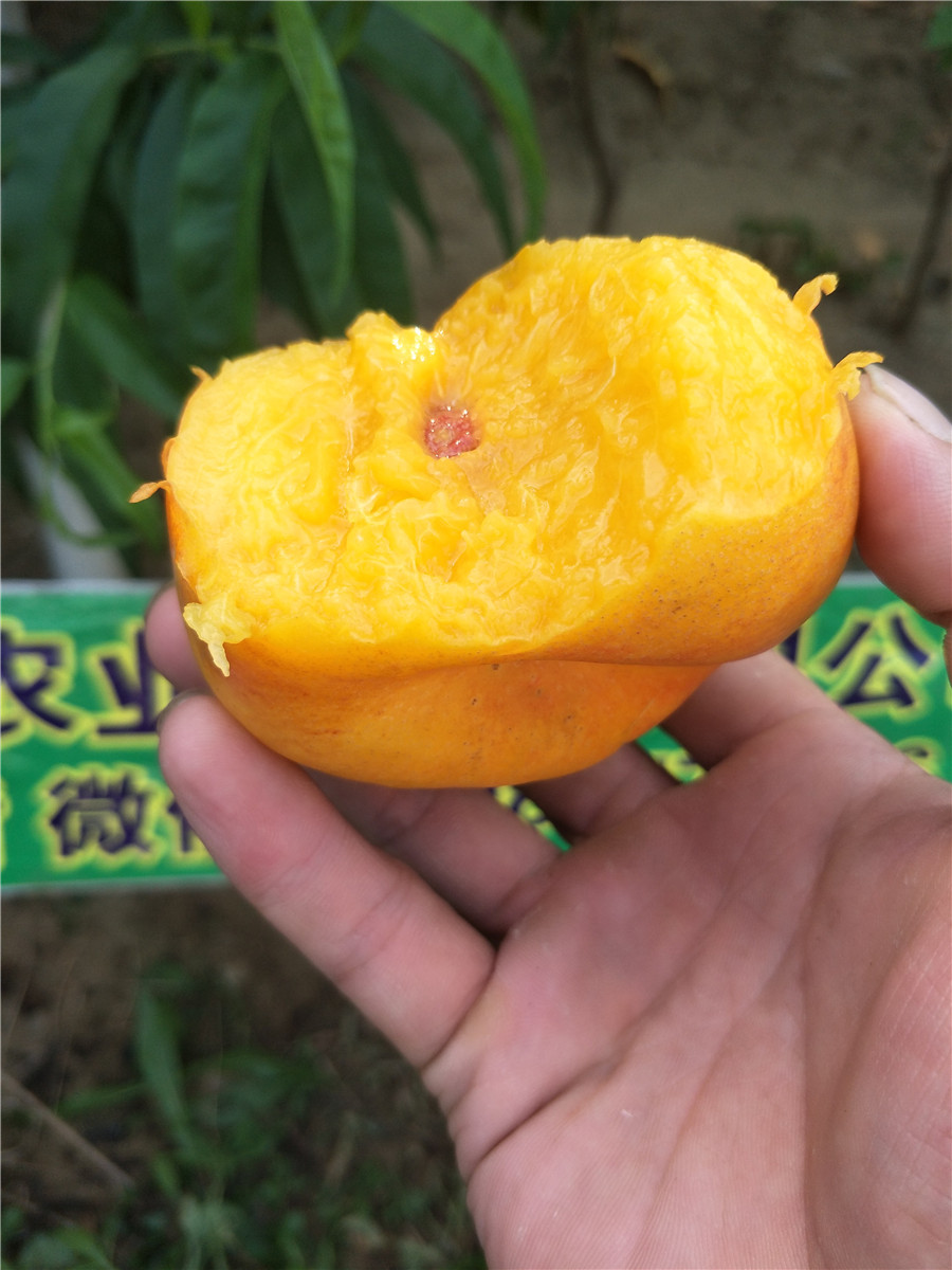 李子苗格，風(fēng)味玫瑰李子苗