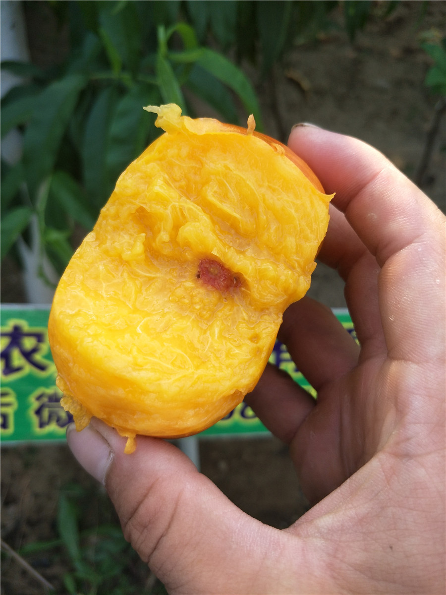 哪里出售2公分李子，紅心李子苗