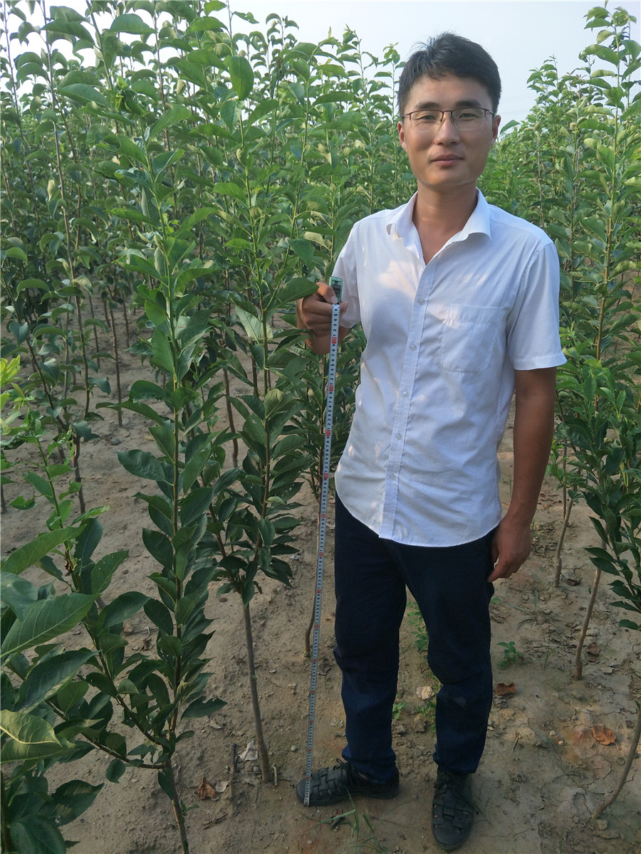 吃甜的李子品種，李子樹多少錢