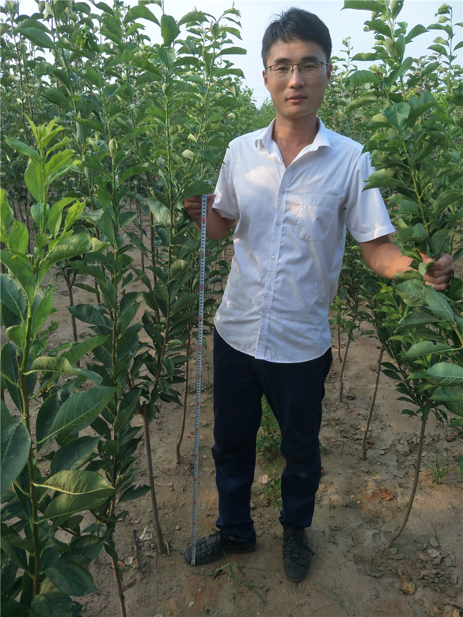 吃甜的李子品種李子苗基地