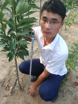 優(yōu)良李子苗，出售李子樹苗