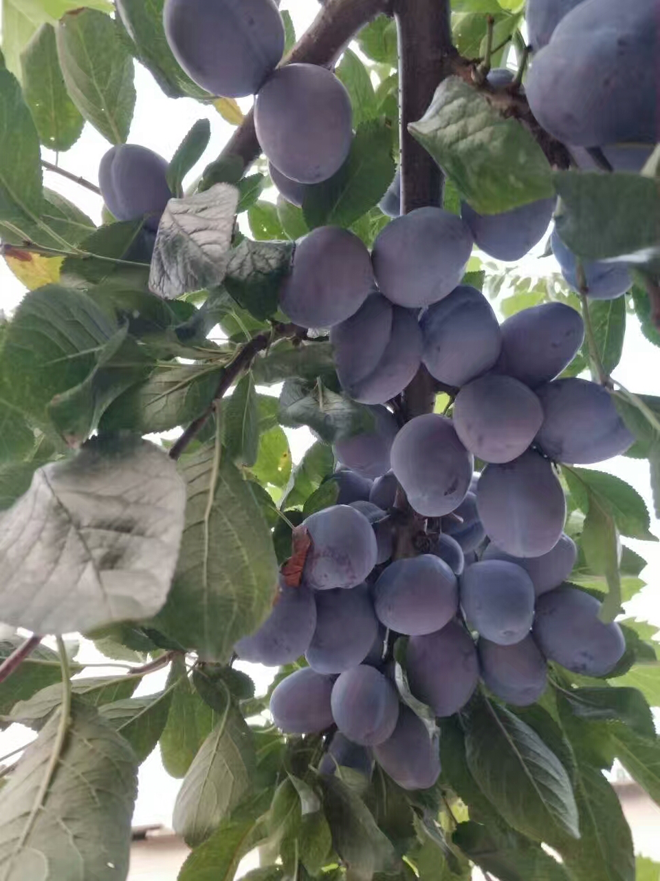 哪里有李子樹苗，哪里賣清脆李子苗