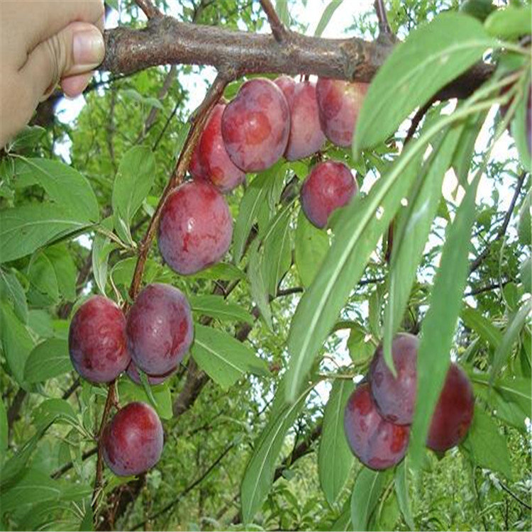 吃甜的李子品種，大果李子苗