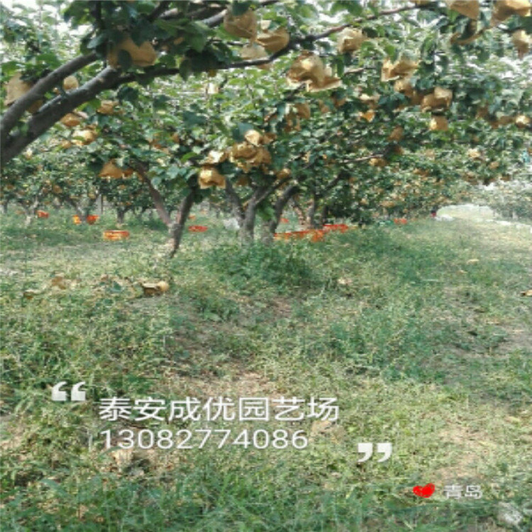 吃甜的李子品種，李子品種