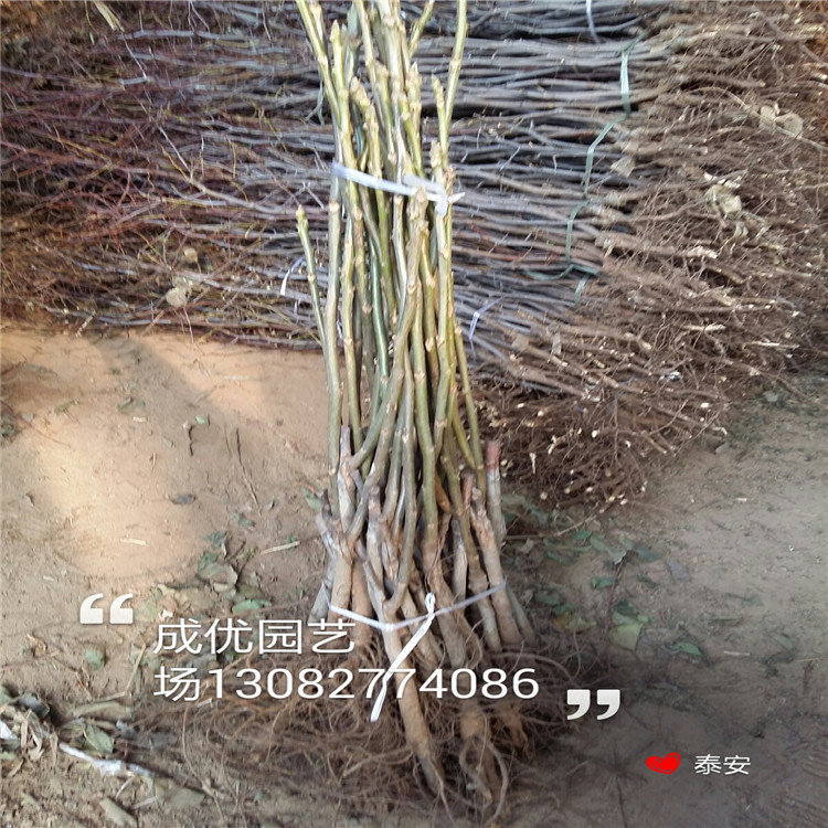 哪里有李子樹苗銷售，哪里賣清脆李子苗