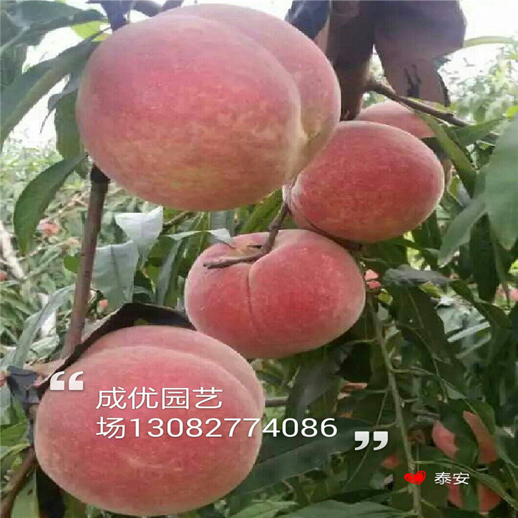 3公分李子樹，李子苗
