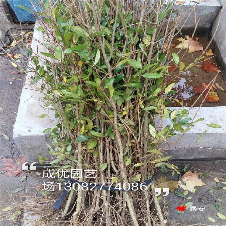 李子苗供應(yīng)，清脆李子樹苗