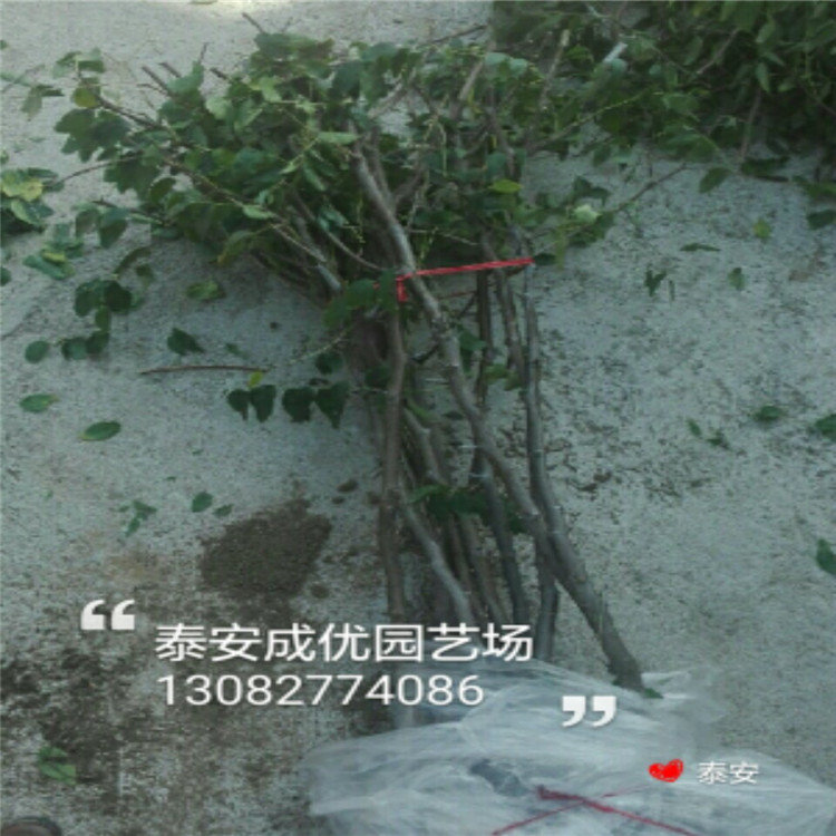 脆紅李子樹苗，李子樹多少錢