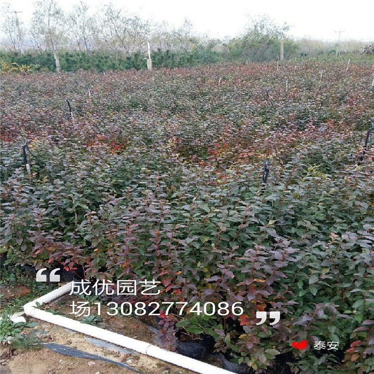 脆紅李子樹苗，哪里賣清脆李子苗