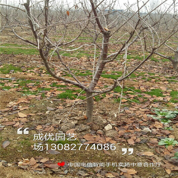 晚熟李子苗，李子樹多少錢一棵
