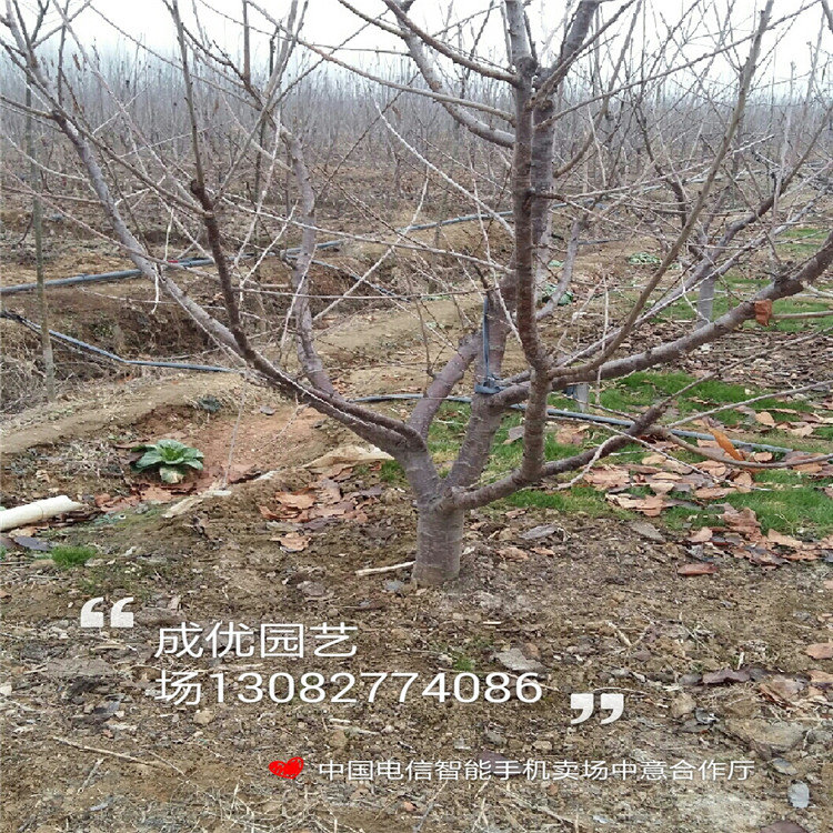 李子樹苗品種，甜的李子苗