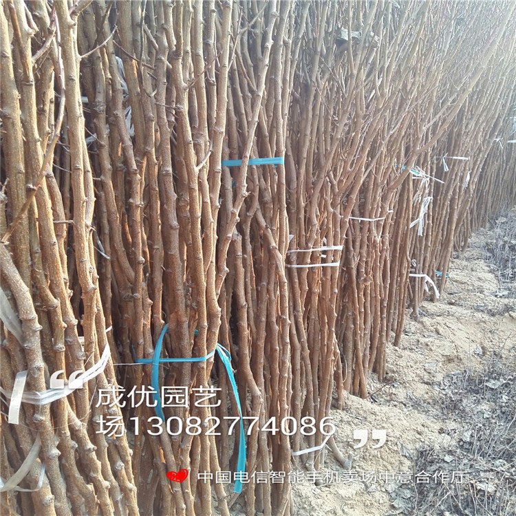 李子苗格，風(fēng)味玫瑰李子苗