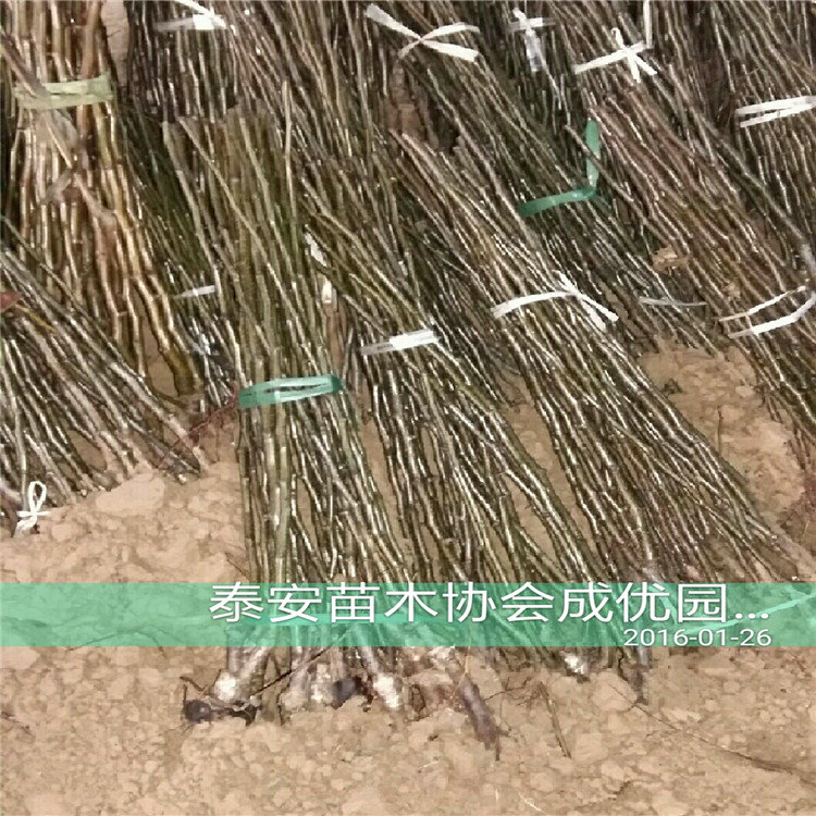 脆紅李子樹苗，哪里賣清脆李子苗