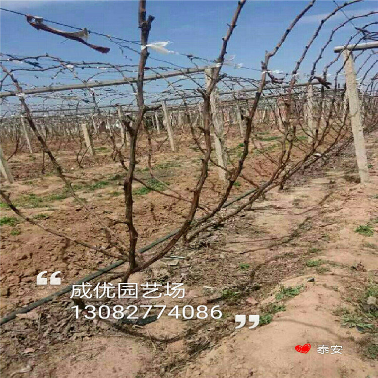 吃甜的李子品種，李子品種