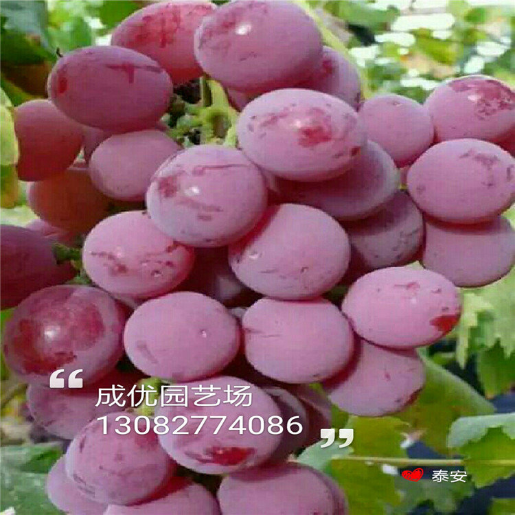 吃甜的李子品種，李子品種