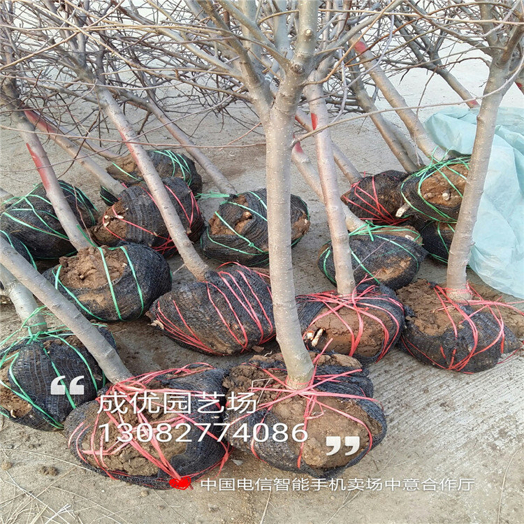 出售2公分李子苗，李子苗
