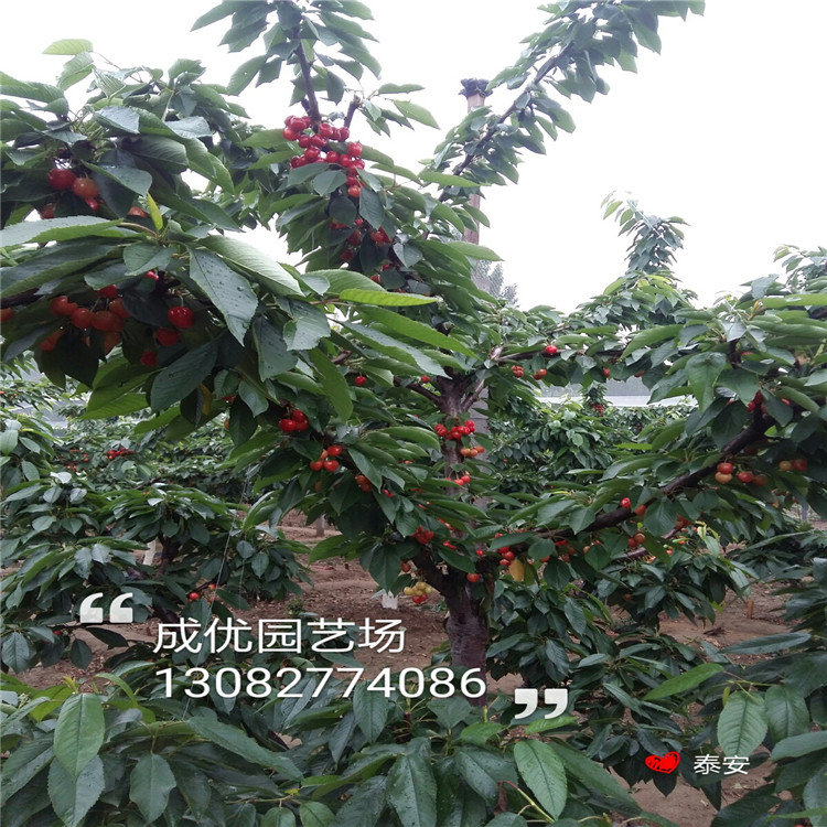吃甜的李子品種，李子苗新品種