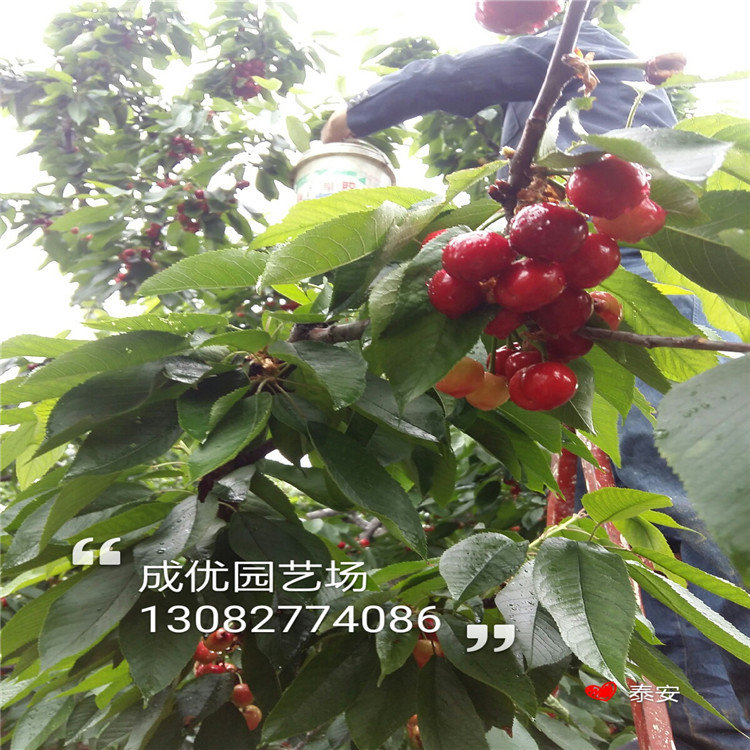 李子苗木，西梅李子樹苗