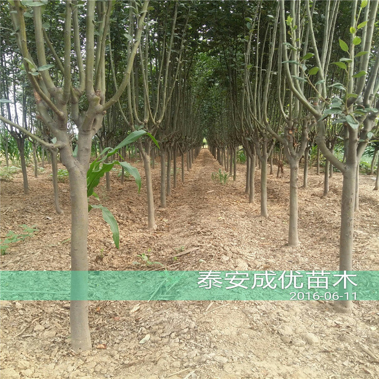 吃甜的李子品種李子苗廠家