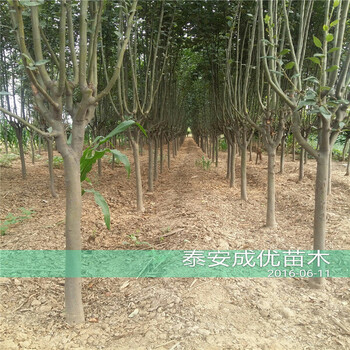 好吃甜的李子品種，貴州李子樹苗