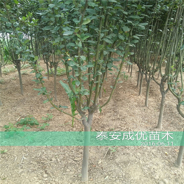 吃甜的李子品種，哪里賣(mài)清脆李子苗