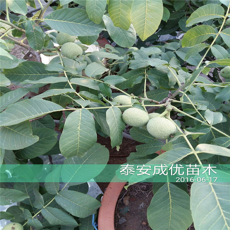哪里有李子樹(shù)苗，云南李子樹(shù)苗