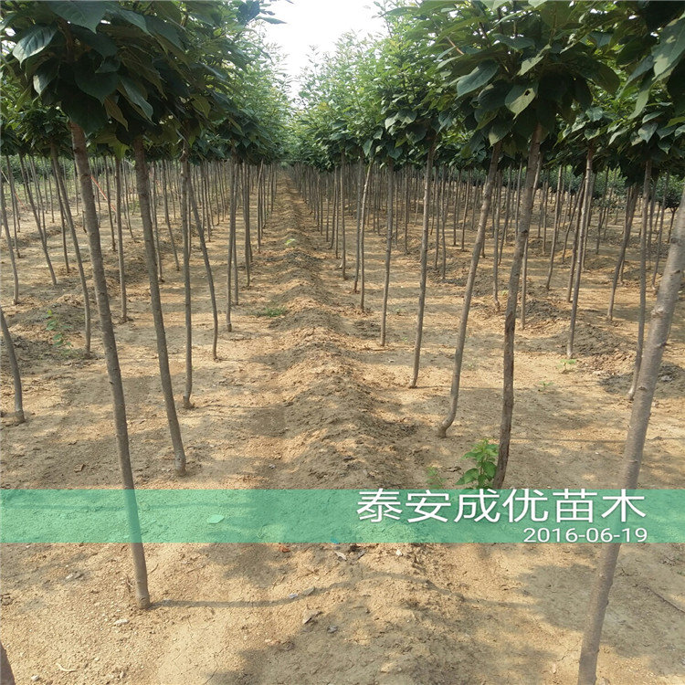李子苗多少錢(qián)，風(fēng)味玫瑰李子苗