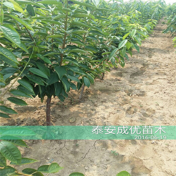 好吃甜的李子品種，出售李子苗