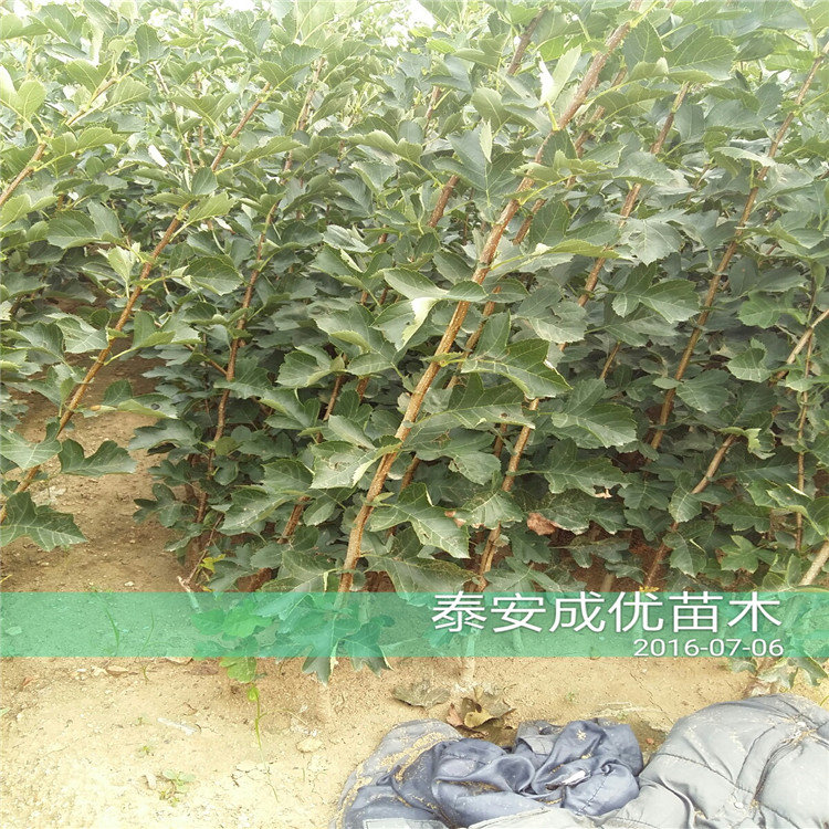 吃甜的李子品種，出售李子苗