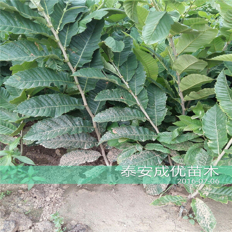 哪里有李子樹苗，哪里賣西梅李子苗