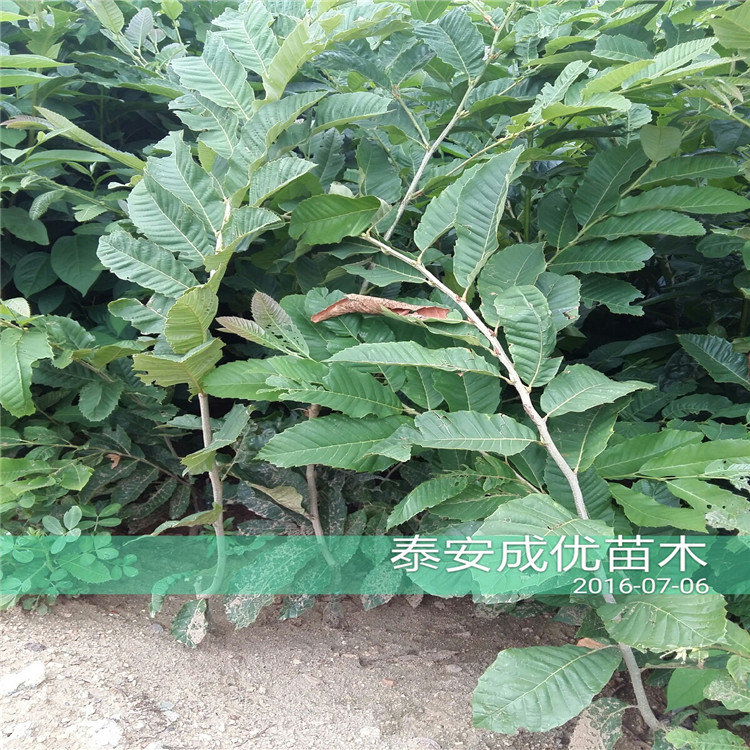 李子苗價格，哪里賣李子苗新品種