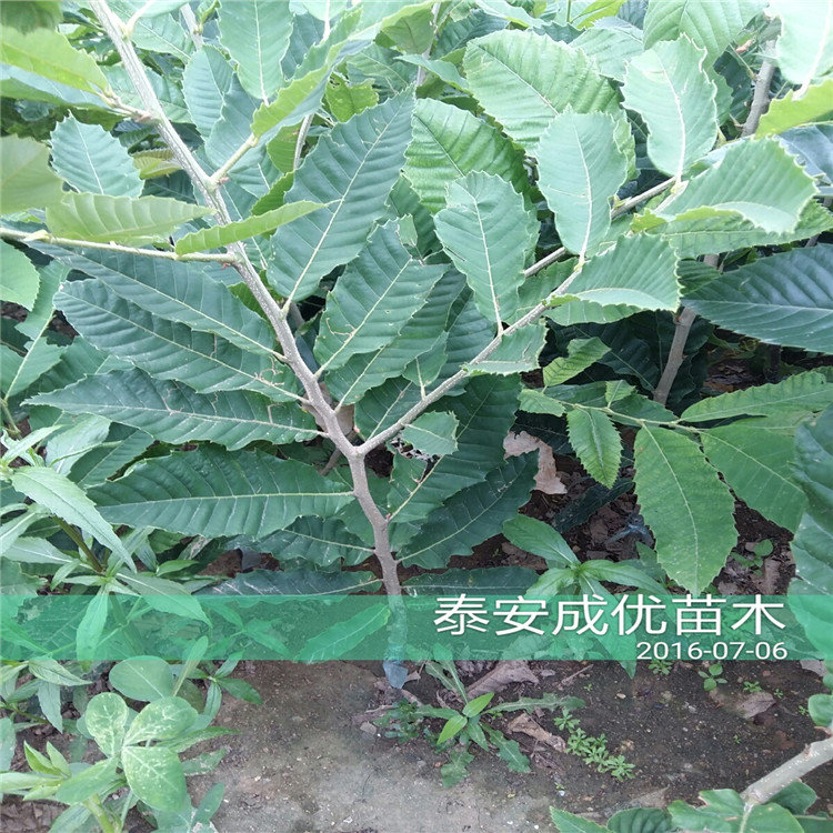 吃甜的李子品種李子苗廠家