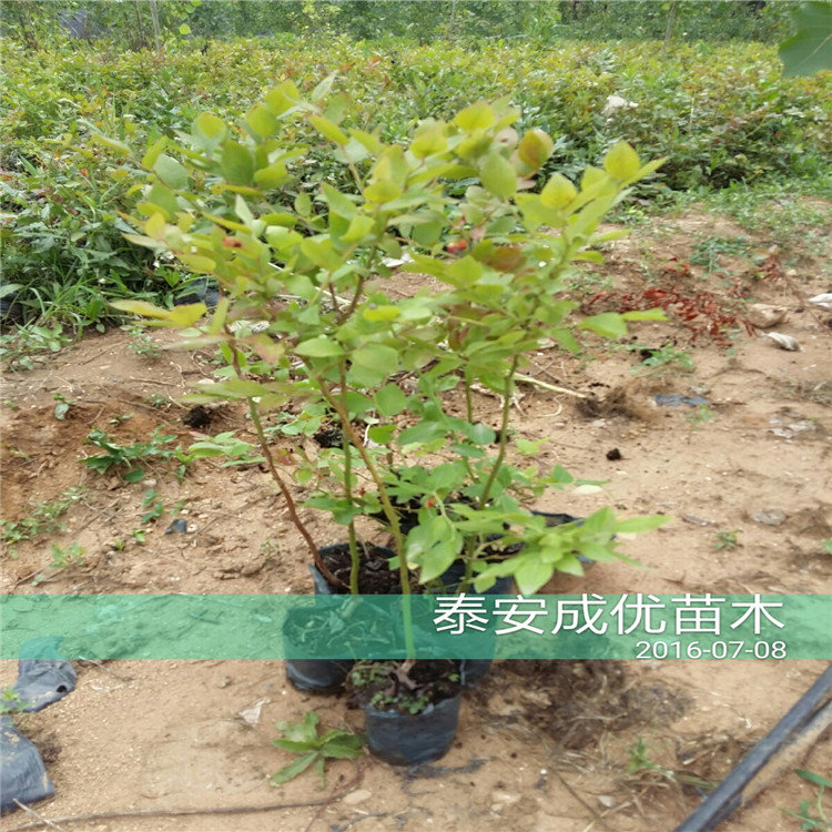 李子樹苗批發(fā)，嫁接李子苗價格