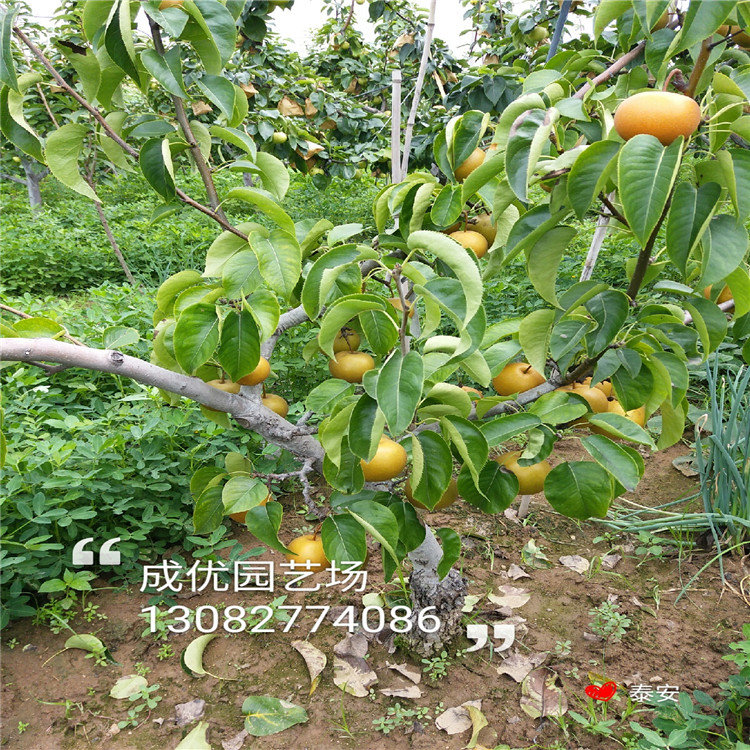 新品種李子樹苗，秋紅李子樹苗