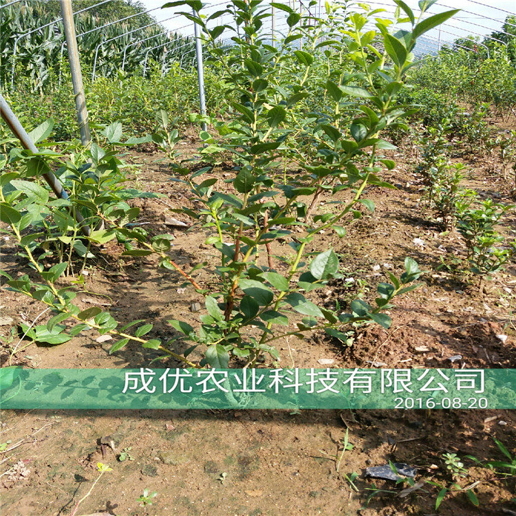 新品種李子樹苗，秋紅李子樹苗