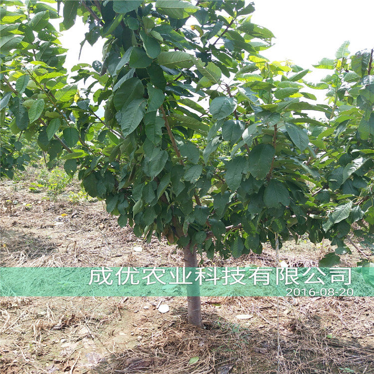吃甜的李子品種，李子樹多少錢