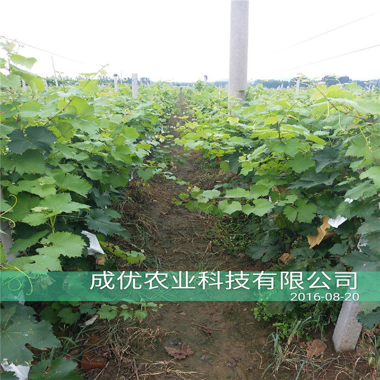 李子苗品種，甜的李子苗