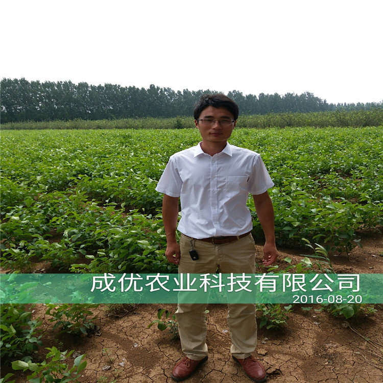 李子苗樹苗，李子樹多少錢一棵