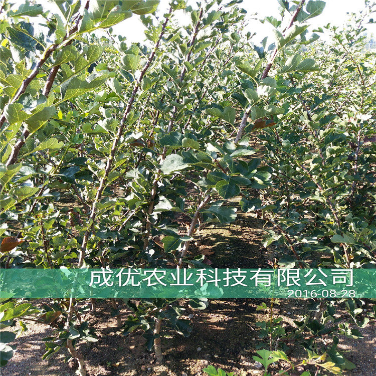 吃甜的李子品種李子苗基地