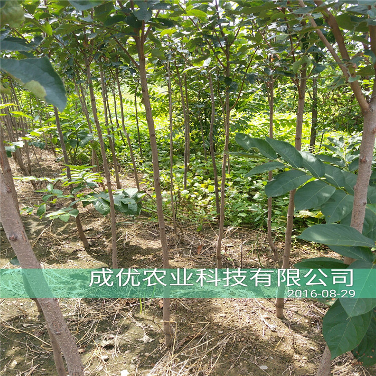吃甜的李子品種，李子樹多少錢