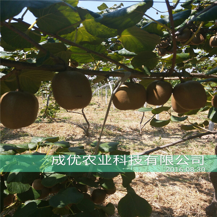 嫁接李子苗，李子樹苗
