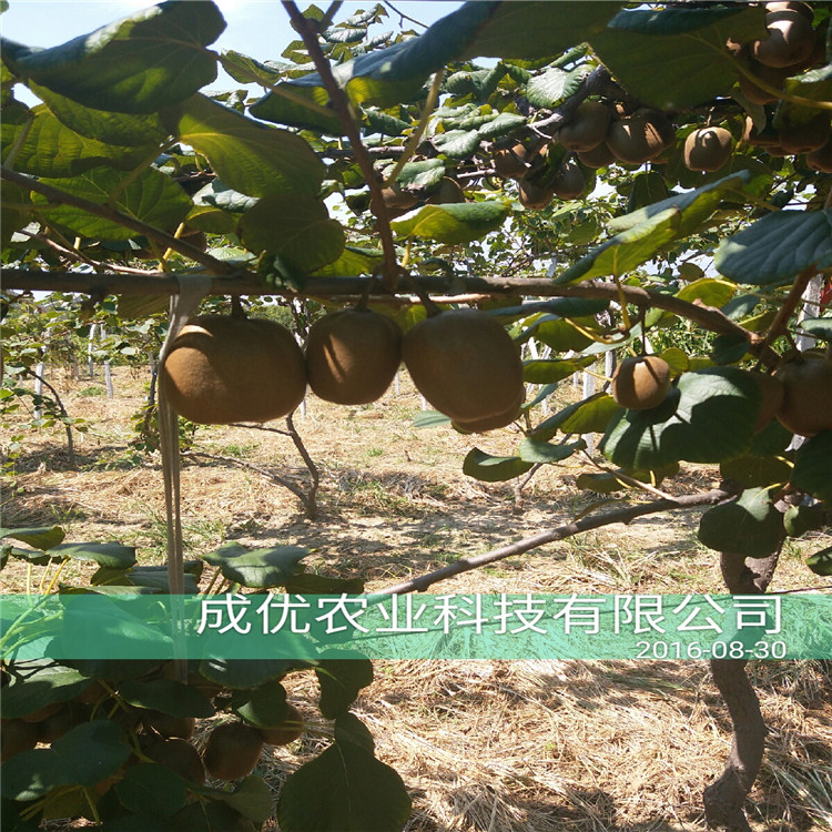 李子苗多少錢(qián)，風(fēng)味玫瑰李子苗