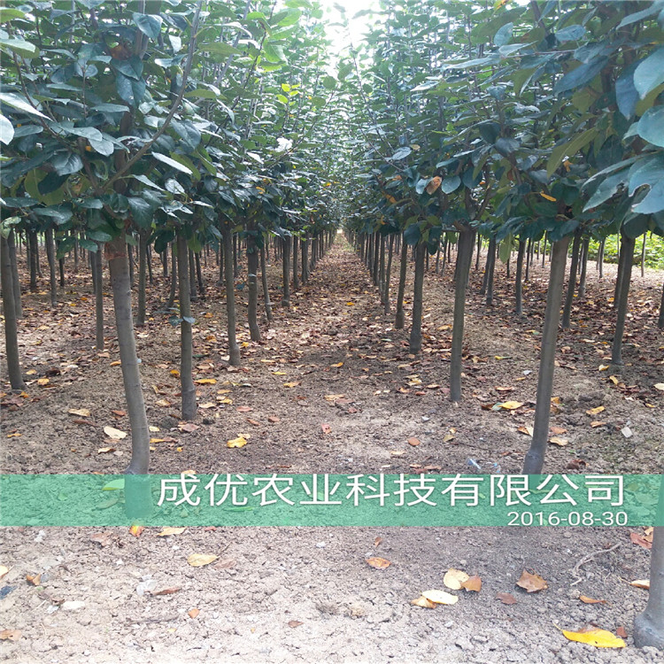 嫁接李子苗，李子樹苗